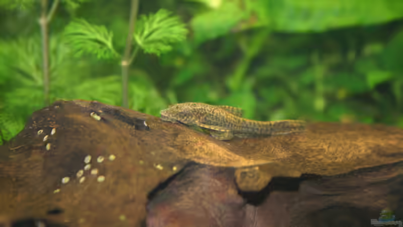 Otocinclus negro von Kamenko (38)