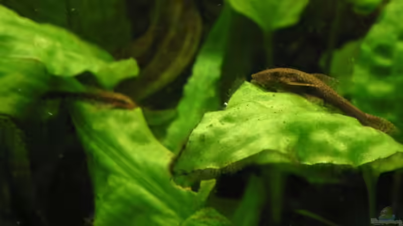 Otocinclus negro von Kamenko (47)