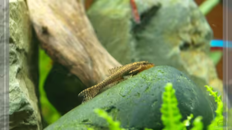 Otocinclus negro von Pseudomugil (15)