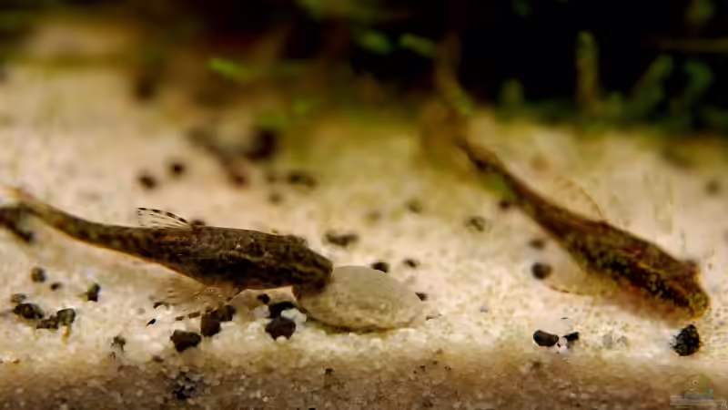 Otocinclus negros sp. ´Paraguay´ von Jo The Fish (15)