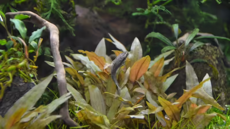 Aquarien mit Otocinclus negros (Brauner Ohrgitterharnischwels)