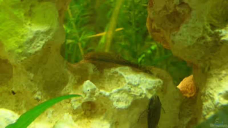 Otocinclus negros von André Martin (19)