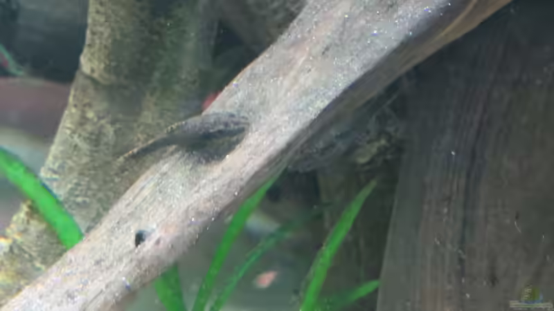 Aquarien mit Otocinclus negros (Brauner Ohrgitterharnischwels)
