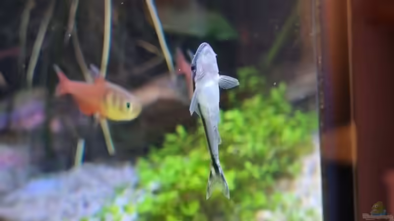 Otocinclus Ohrgitter-Harnischwelse von Peter Peter (103)