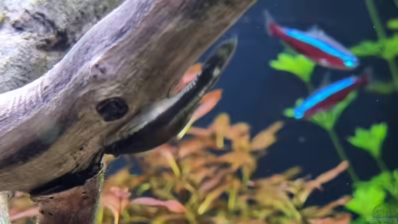 Otocinclus Ohrgitter-Harnischwelse von Peter Peter (106)