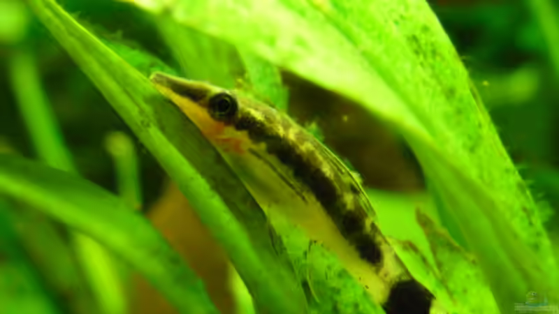otocinclus sind sehr fleisige Algen und Schneckenleich vertilger  von Pogobeer (27)