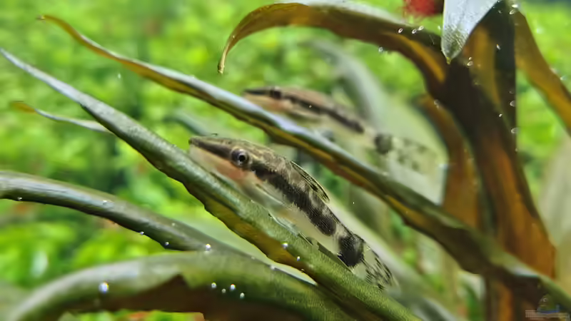 Otocinclus sp. (haben übrigens dicke Bäuche ;) am 21.12.2025 von C-NA (55)