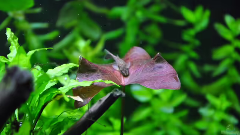 Otocinclus sp. ´Negros´ von Michael Z. (28)