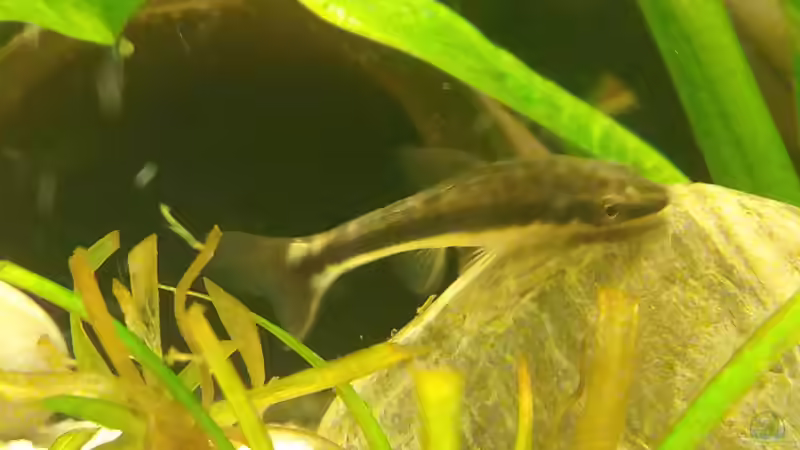 Otocinclus sp. von navicula (6)