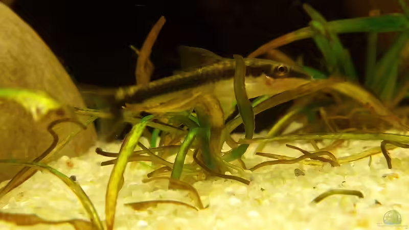 Otocinclus sp. von navicula (7)