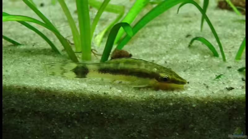 Otocinclus spp. von DerImperator (30)