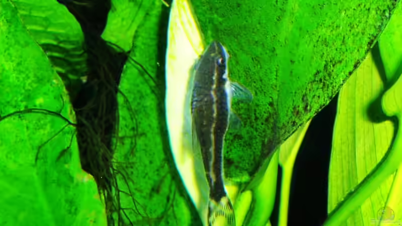 Otocinclus vittatus - 26.03.2018 von Reiner Dr. Med. Jesse (84)