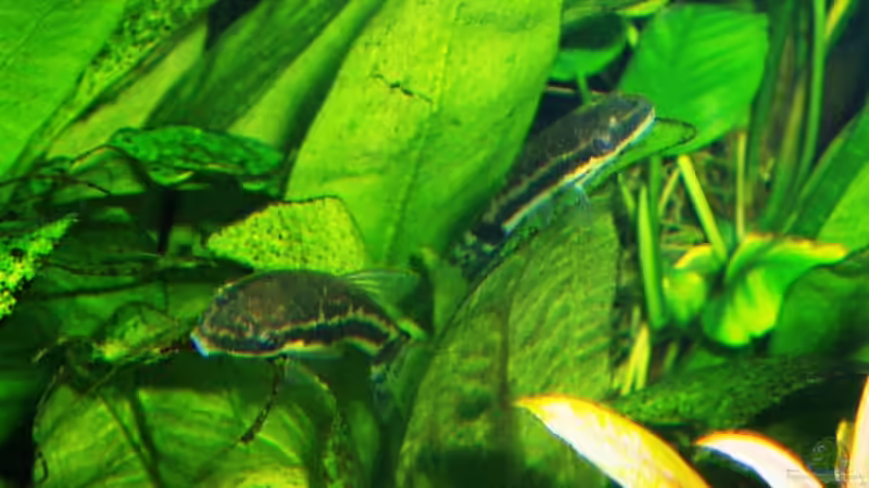 Aquarien mit Otocinclus vittatus (Längsstreifen-Ohrgitter-Harnischwels)