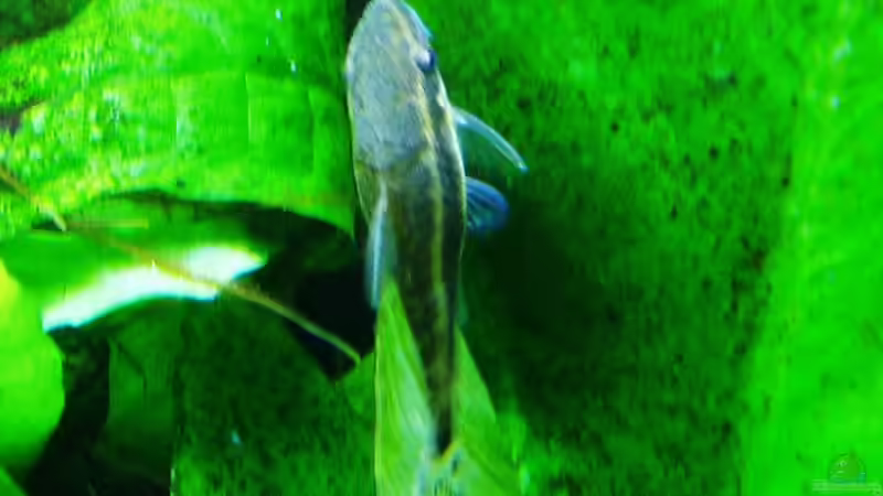 Otocinclus vittatus - unermüdlicher Arbeiter von Reiner Dr. Med. Jesse (83)