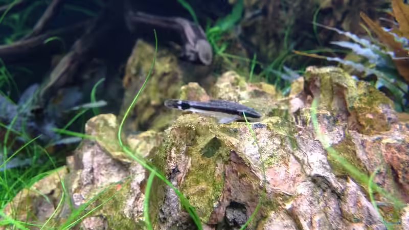 Aquarien mit Otocinclus vittatus (Längsstreifen-Ohrgitter-Harnischwels)