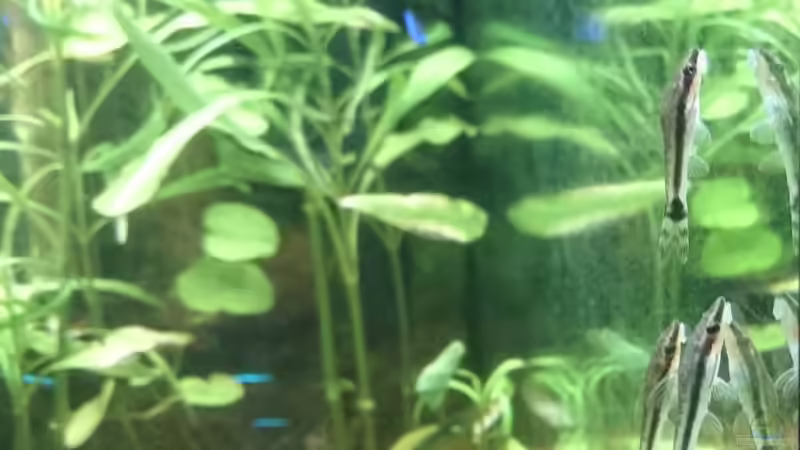 Otocinclus vittatus alias Otocinclus hoppei  von kNaLLeR (17)