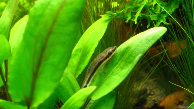 Otocinclus vittatus auf Anubia von AquaTropica CGN (22)