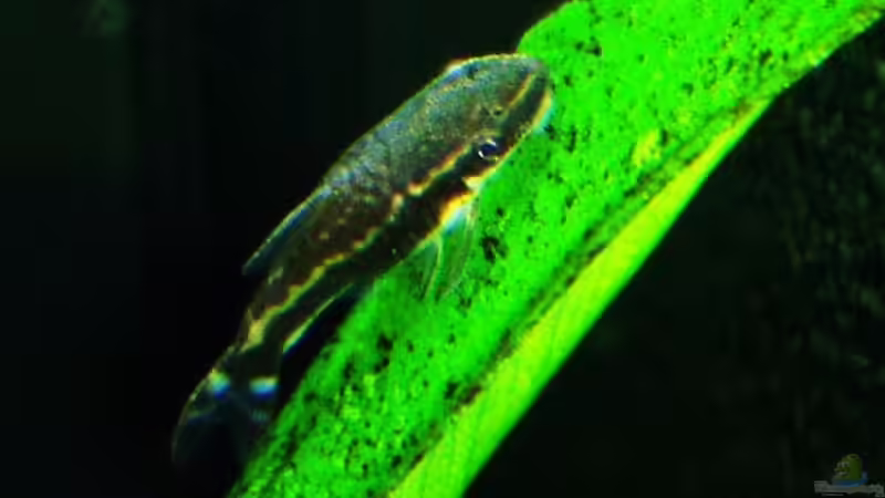 Otocinclus vittatus bei der Arbeit von Reiner Dr. Med. Jesse (82)