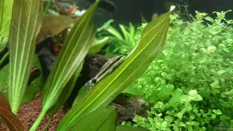 Aquarien mit Otocinclus vittatus (Längsstreifen-Ohrgitter-Harnischwels)