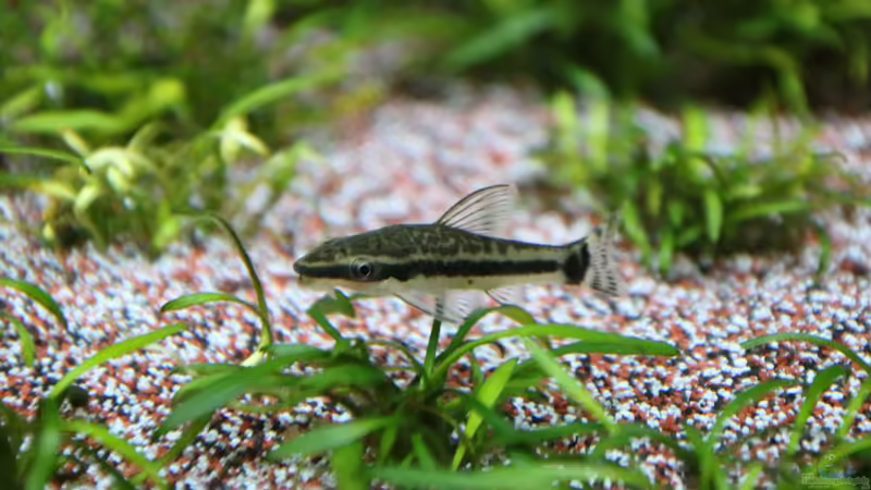 Otocinclus vittatus (Ohrgitterharnischwels) von coachdriver_uwe (79)