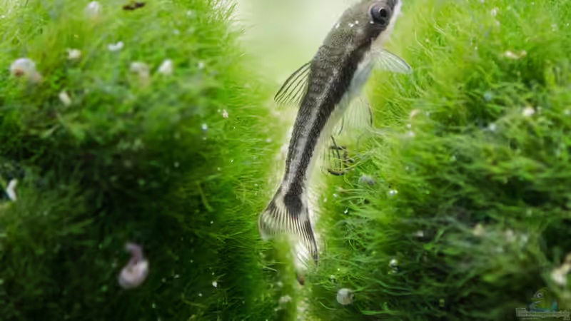 Otocinclus vittatus von Betta Chris (143)