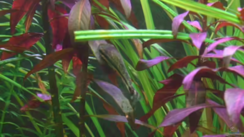 Otocinclus vittatus von Georg (14)