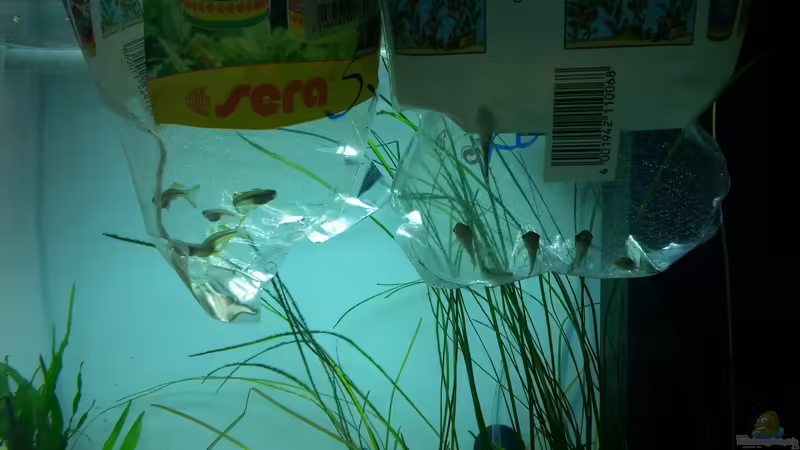 Otocinclus vittatus von P4mpersb0mber (11)