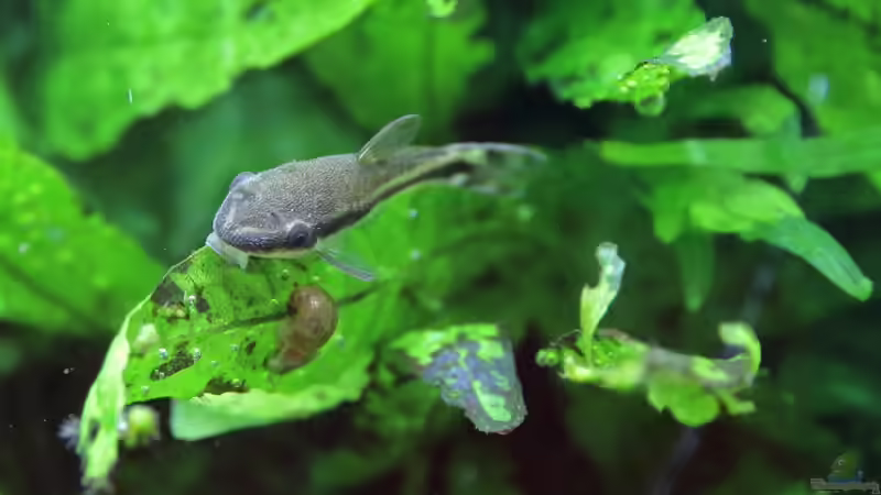 Otocinclus von c-th (24)