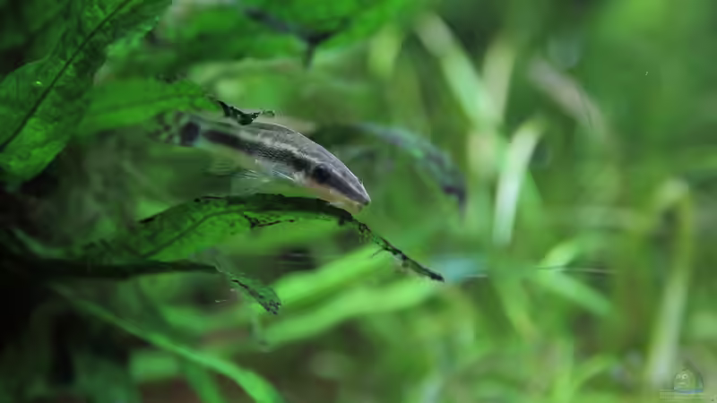 Otocinclus von c-th (30)