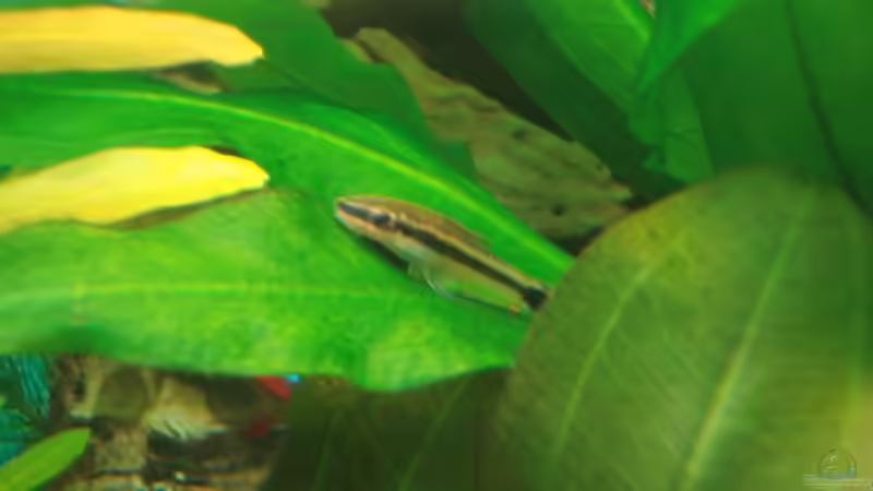 Otocinclus von Chris 81 (18)