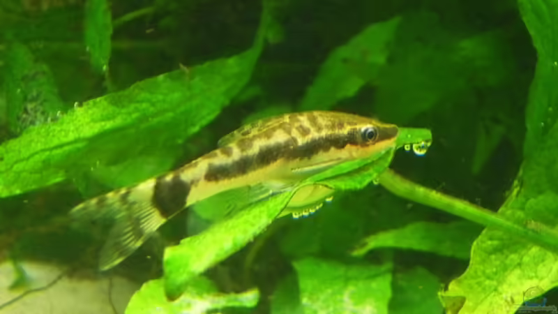 Otocinclus von Christiane Feldmann (28)