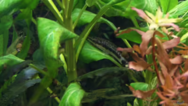 Otocinclus von Dani7 (24)