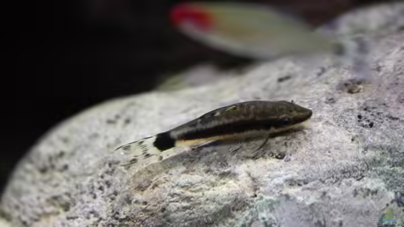 Otocinclus von Fäbi_CH (44)