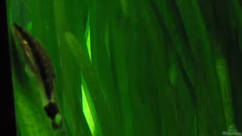 Otocinclus von Frances (11)