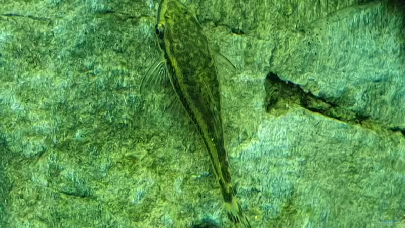 Otocinclus von GiZZ55 (7)