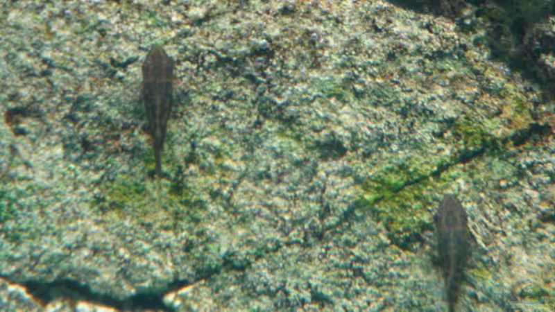 Otocinclus von Goos (26)