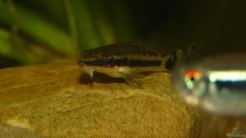 Otocinclus von Guzzi-Werner (35)