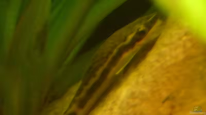 Otocinclus von Guzzi-Werner (40)