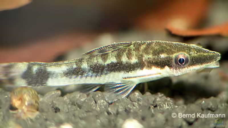 Otocinclus von Jan Allemann (11)