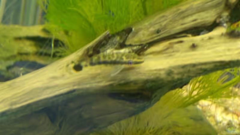 Otocinclus von Mark S. (11)