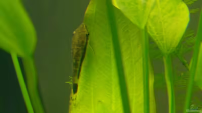 Otocinclus von Mark S. (14)