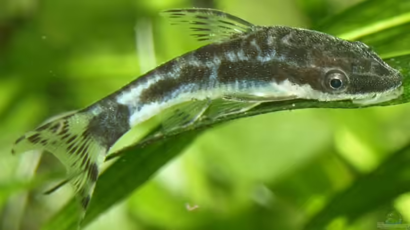 Otocinclus von Michael Sch. (20)