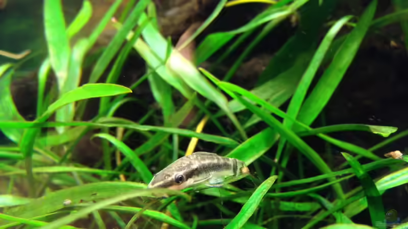 Otocinclus von Momo-kocht (6)