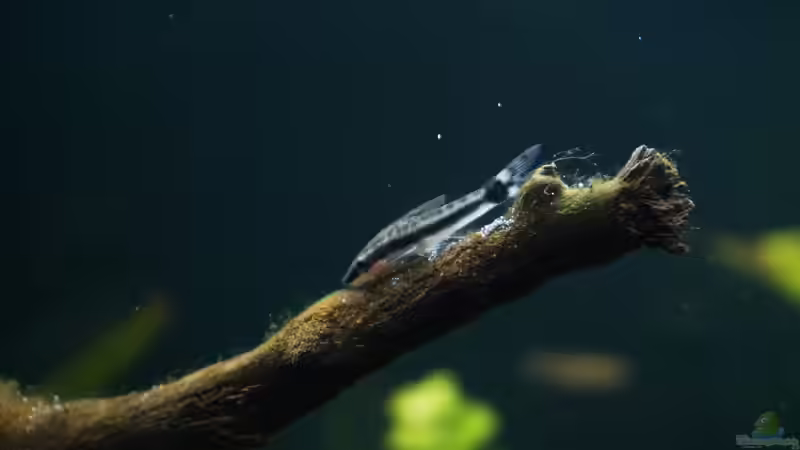 Otocinclus von Rein (7)