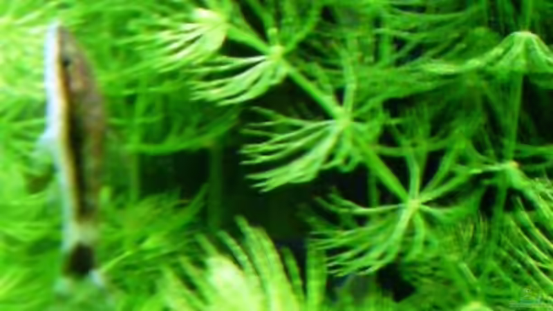 Otocinclus von Rico (31)