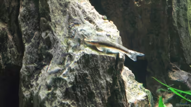 Otocinclus von Sebastian Seiler (12)