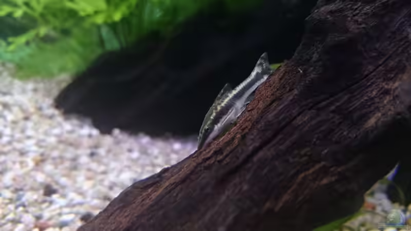Otocinclus von tobi2201 (11)