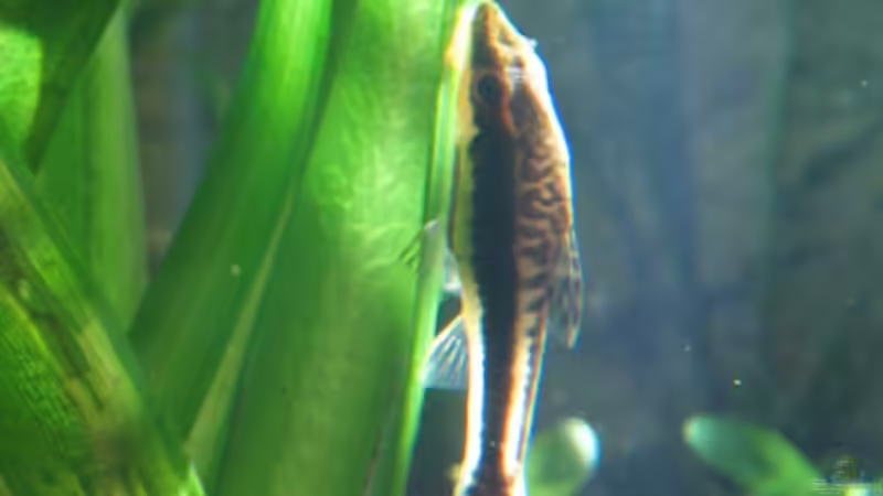 Otocinclus von xmarkusx (14)
