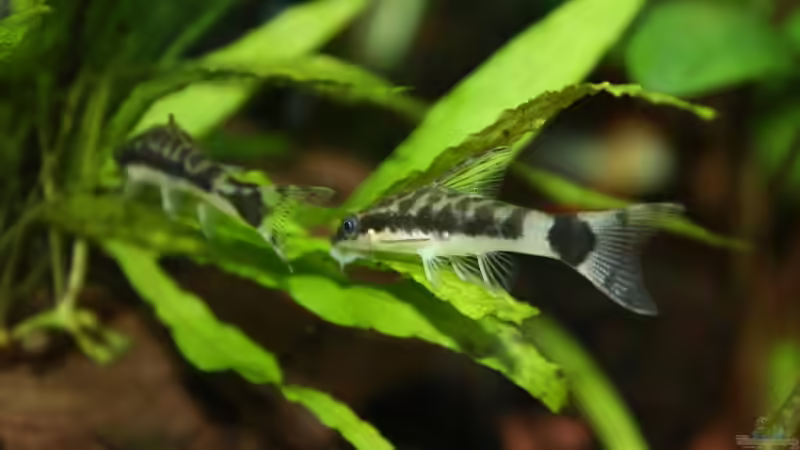 Aquarien mit Otocinclus hoppei (Ohrgitter-Harnischwels)