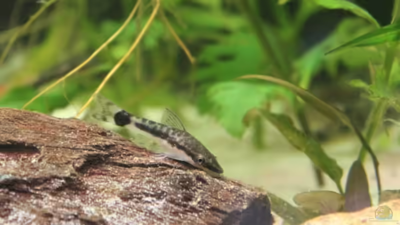 Otocinlus von Stefan Hartl (9)